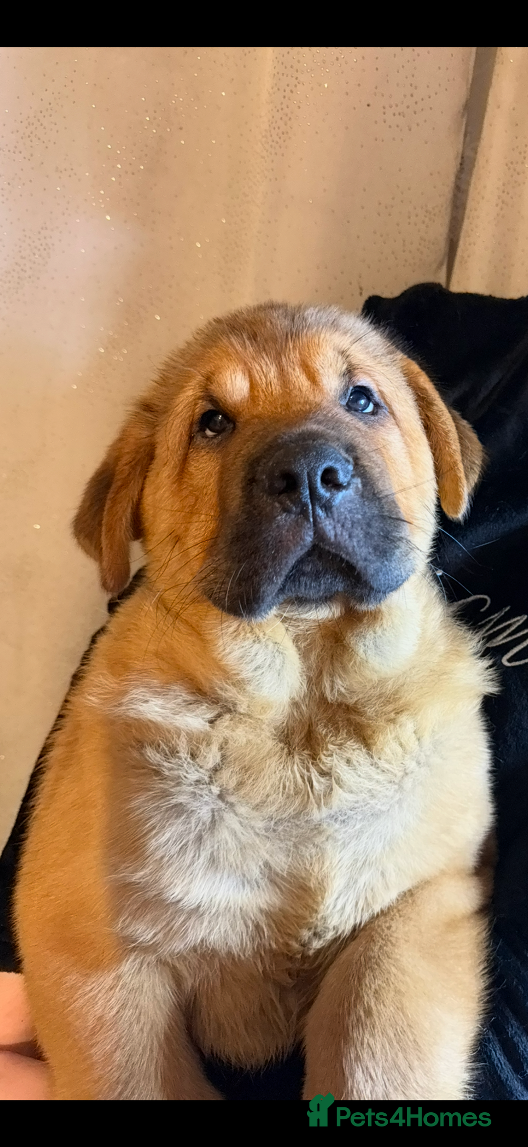 Mixed Breed dogs for sale: Beautiful chow x Newfoundland puppies - Advert 12