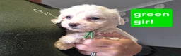 Mixed Breed dogs for sale: 9 Beautiful Cockerchon puppy's ready soon - Advert 29