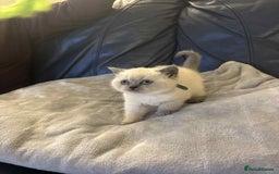 British Shorthair cats for sale: 5 gorgeous kittens available  - Image 6