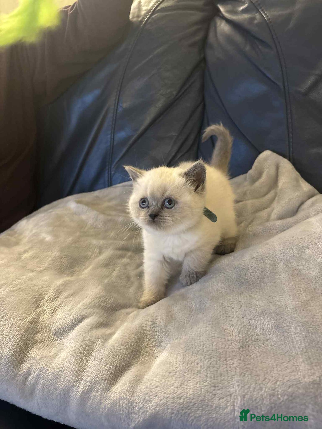 British Shorthair cats for sale: 5 gorgeous kittens available  - Image 6