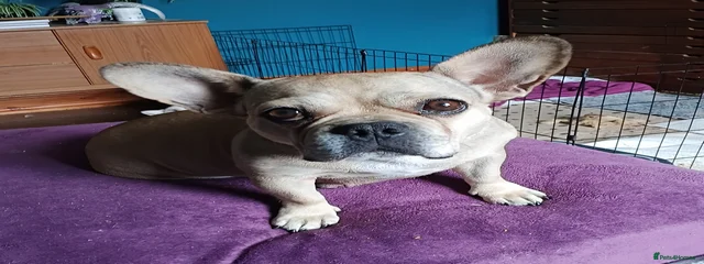 Ada