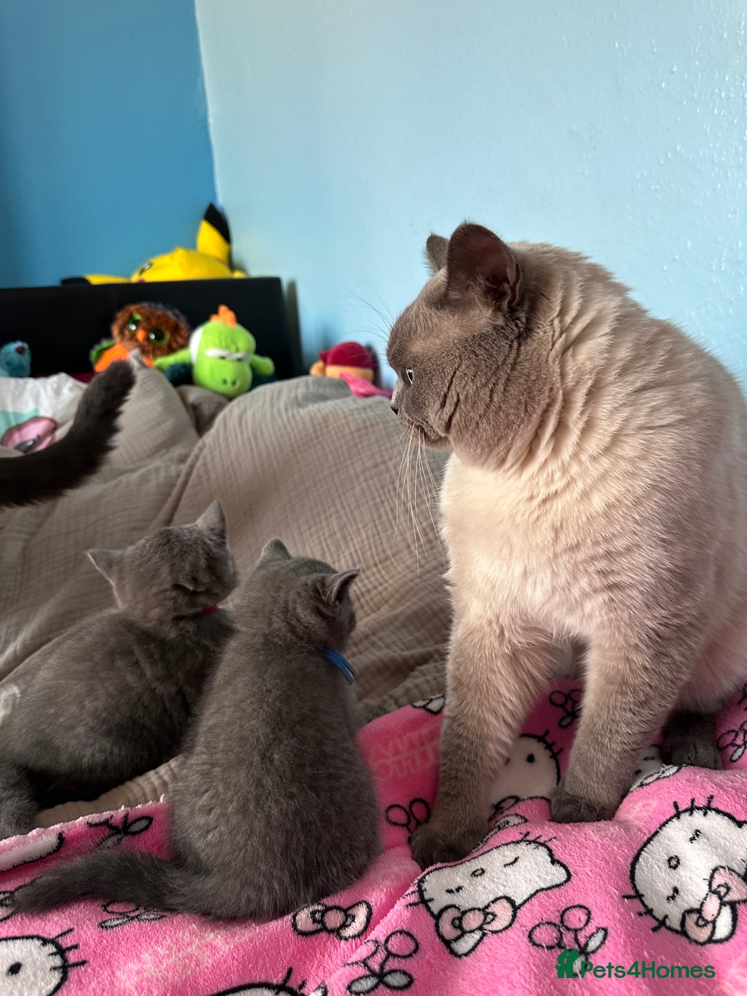 British Shorthair cats for sale: British short hair kittens - Advert 14