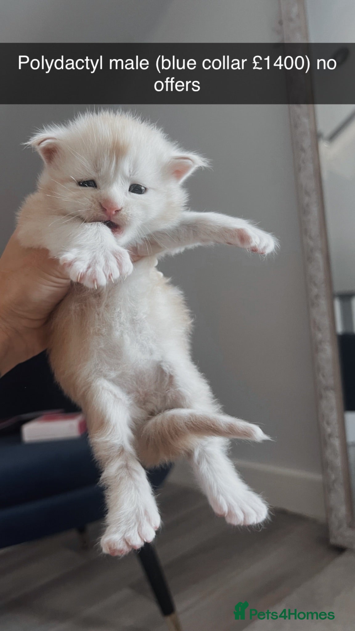 Maine Coon cats 1 kitten reduce ready now + poly ready to reserve  - Advert 2