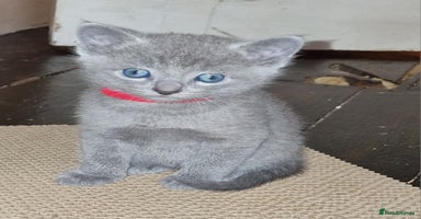 Russian Blue cats 🐾 Beautiful TICA Pedigree Russian Blue Kittens 🐾 - Advert 1