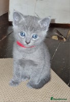 Russian Blue cats 🐾 Beautiful TICA Pedigree Russian Blue Kittens 🐾 - Advert 10