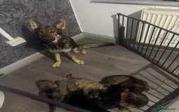 German Shepherd dogs for sale: German shepherd pups - Image 21