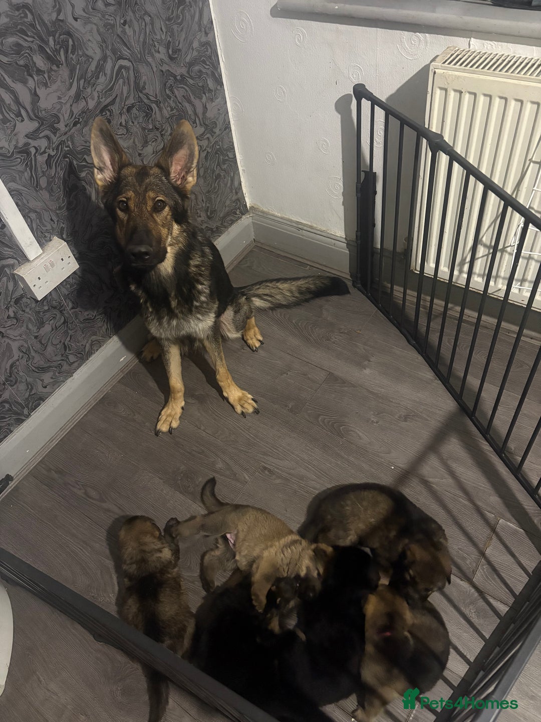 German Shepherd dogs for sale: German shepherd pups - Image 21