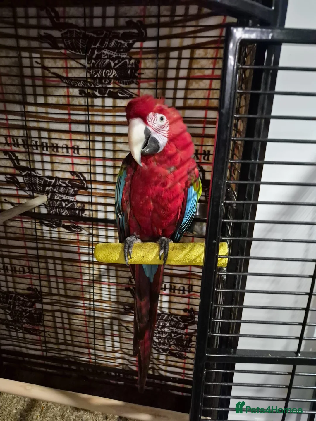 Budgerigars birds for sale: PARROTS! - Advert 6