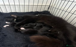 Domestic Shorthair cats for sale: 5 Little babies  - Image 7