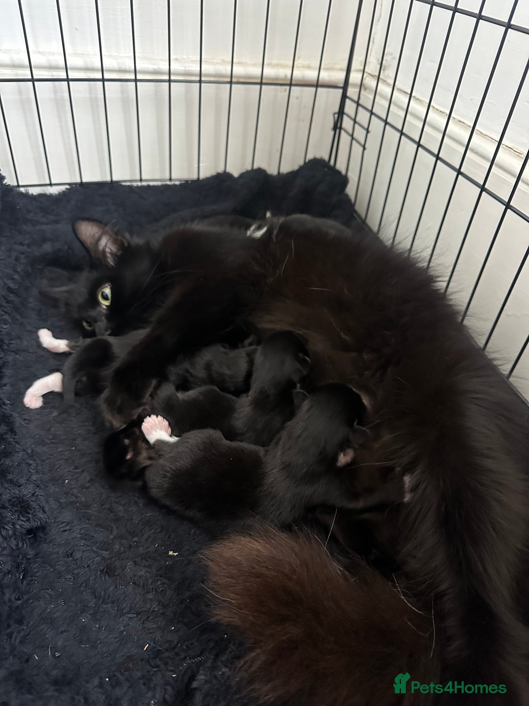 Domestic Shorthair cats for sale: 5 Little babies  - Image 7
