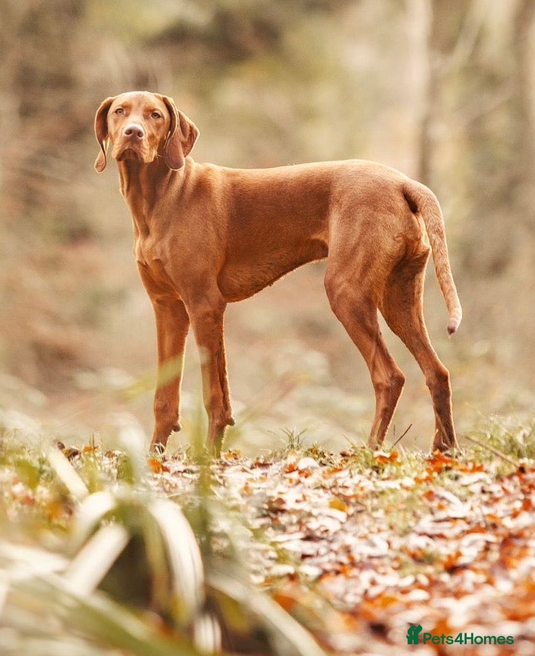 Hungarian Vizsla dogs Stunning Vizsla Stud in Stanford-le-Hope - Advert 4