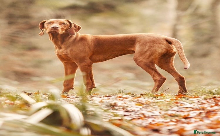Hungarian Vizsla dogs in Stanford-le-Hope - Advert 1