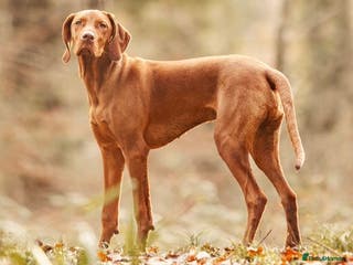 Hungarian Vizsla dogs Stunning Vizsla Stud in Stanford-le-Hope - Advert 7