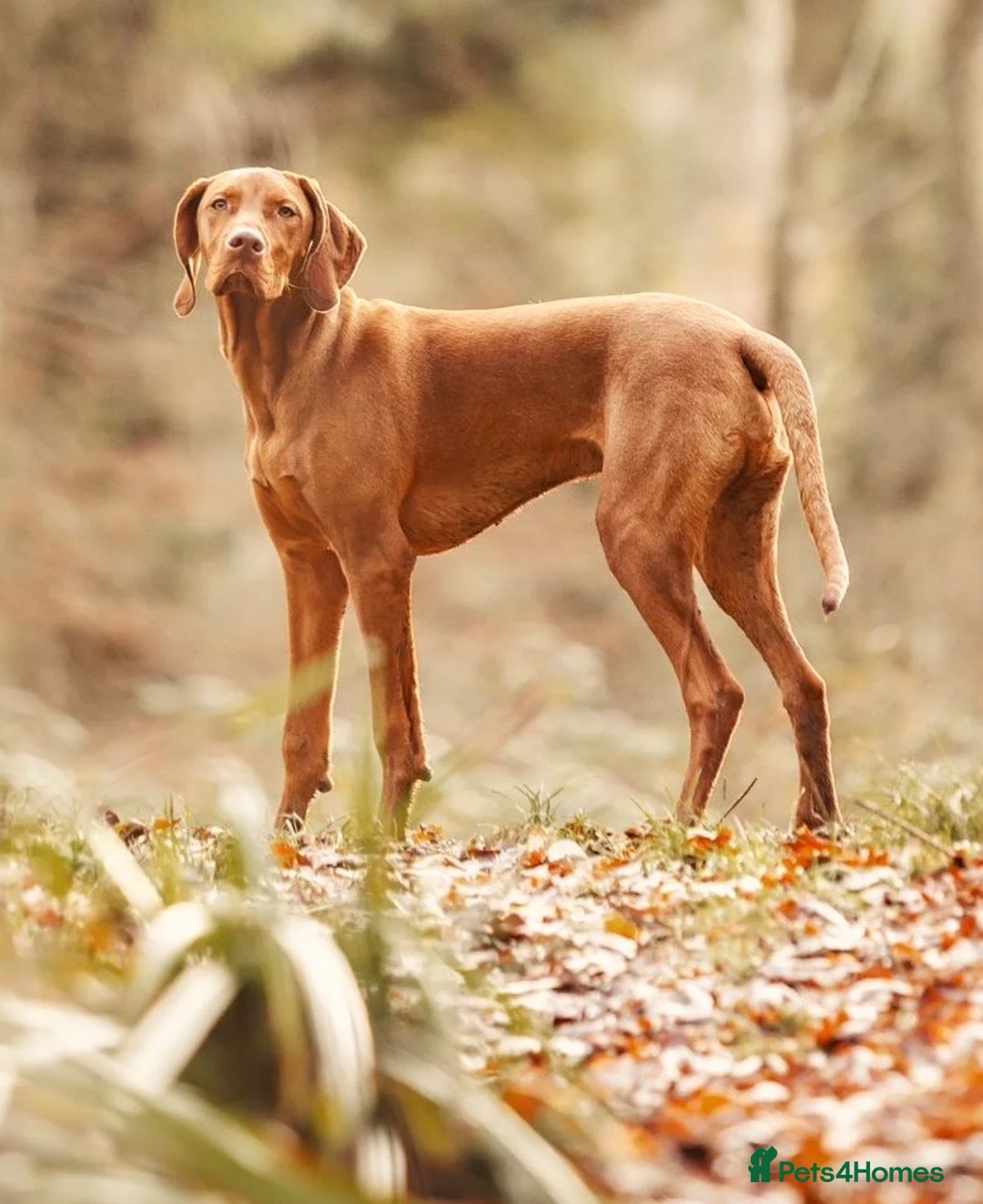 Hungarian Vizsla dogs for stud: Stunning Vizsla Stud in Stanford-le-Hope - Advert 1
