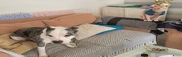 Mixed Breed dogs for adoption: ‼️ URGENT FOSTER NEEDED: LINA in Burton-on-Trent - Advert 30