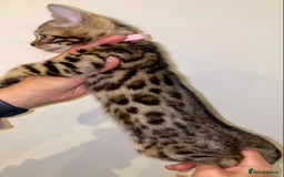 Bengal cats for sale: Top quality pure breed bangal kittens available  - Image 17