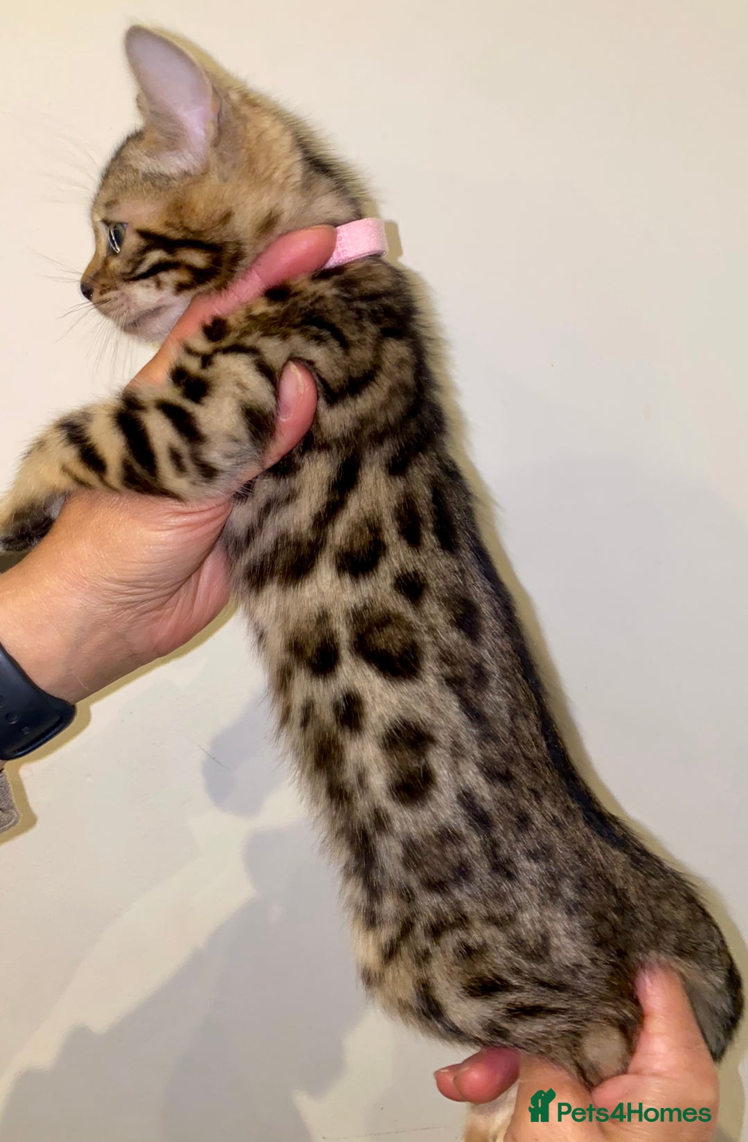 Bengal cats for sale: Top quality pure breed bangal kittens available  - Image 17