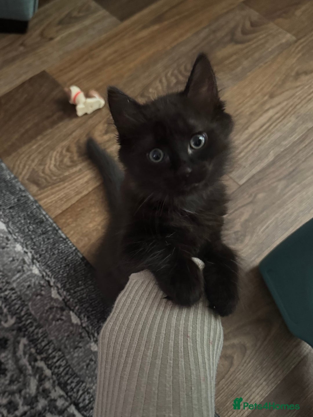 Ragdoll cats for sale: Male Ragdoll - Advert 9