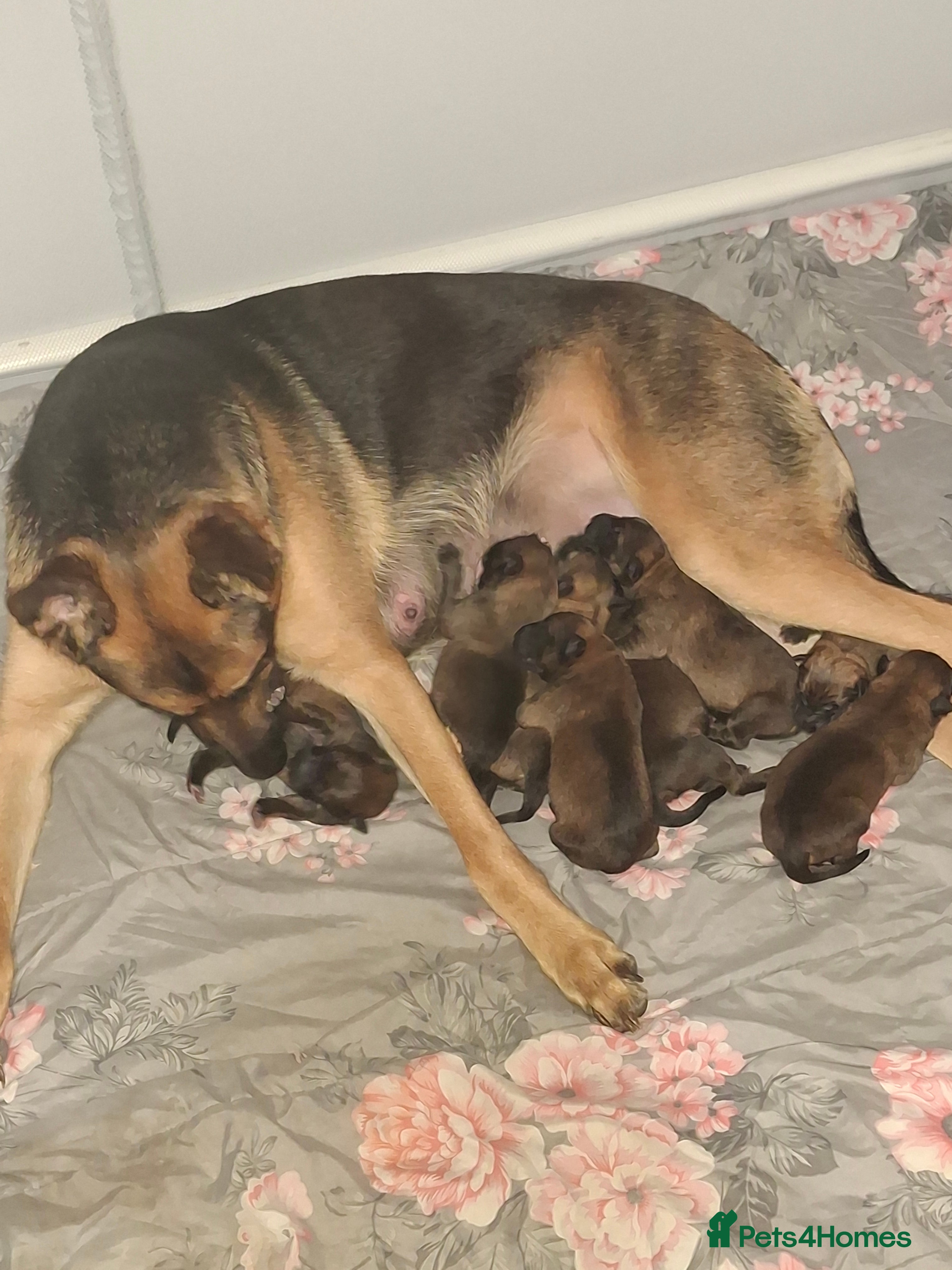 Belgian Shepherd Dog dogs German shepherd malinois cross - Advert 1