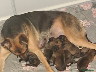 Belgian Shepherd Dog dogs German shepherd malinois cross - Advert 3