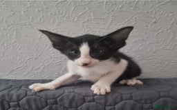 Oriental cats for sale: Oriental kittens - Image 6