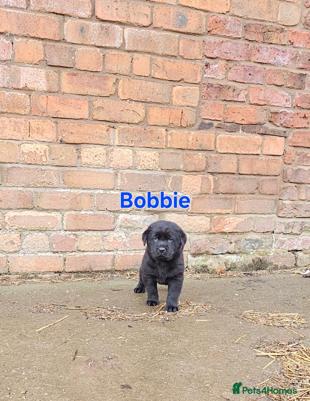 Mixed Breed dogs for sale: Labrador X Belgian Shepherd  - Image 5