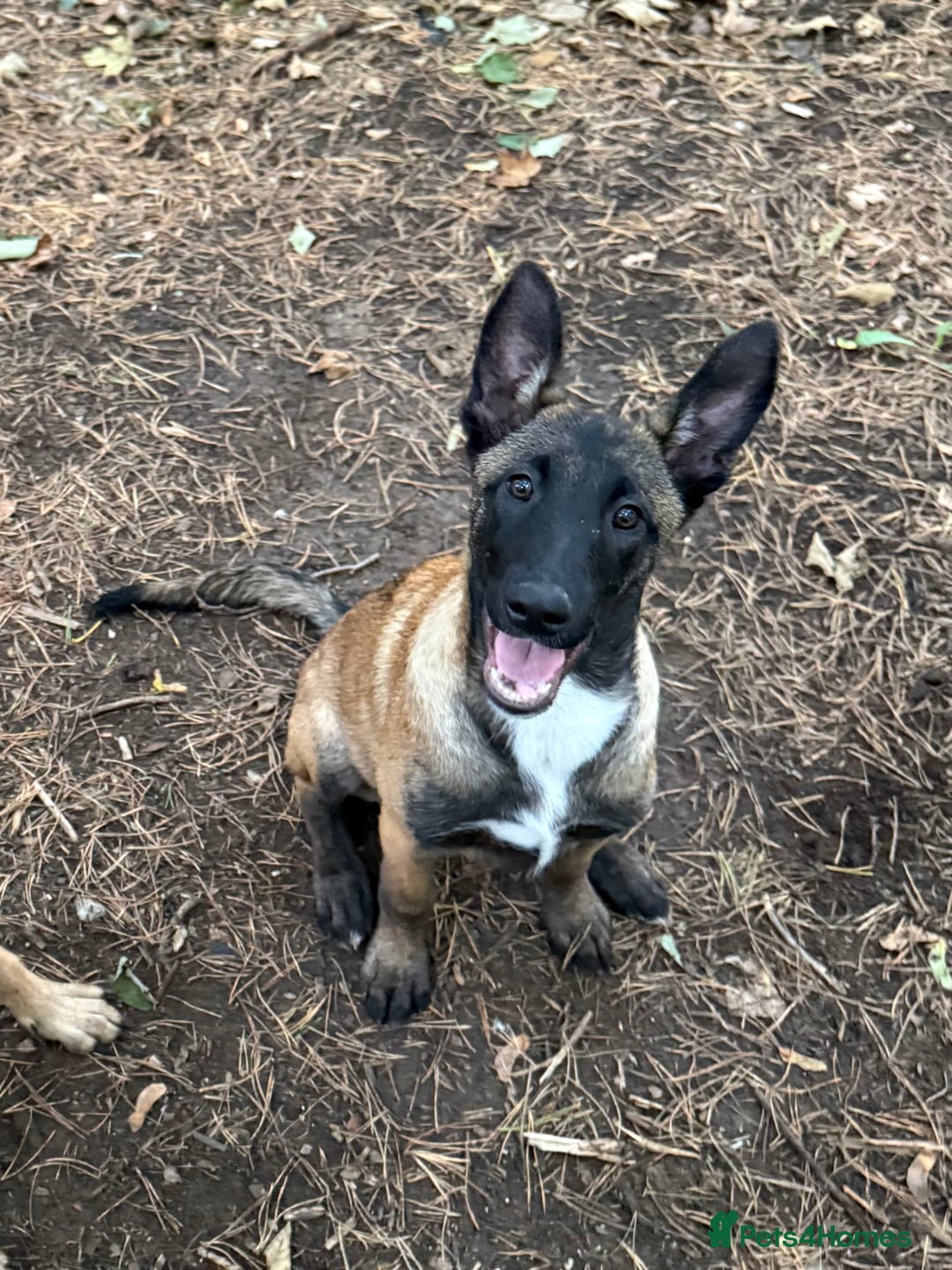 Dutch Shepherd Malinois Dogs 101 Shepherd Dogs Dutch Shepherd