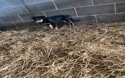 Border Collie dogs for sale: 7 gorjous border collies - Image 9