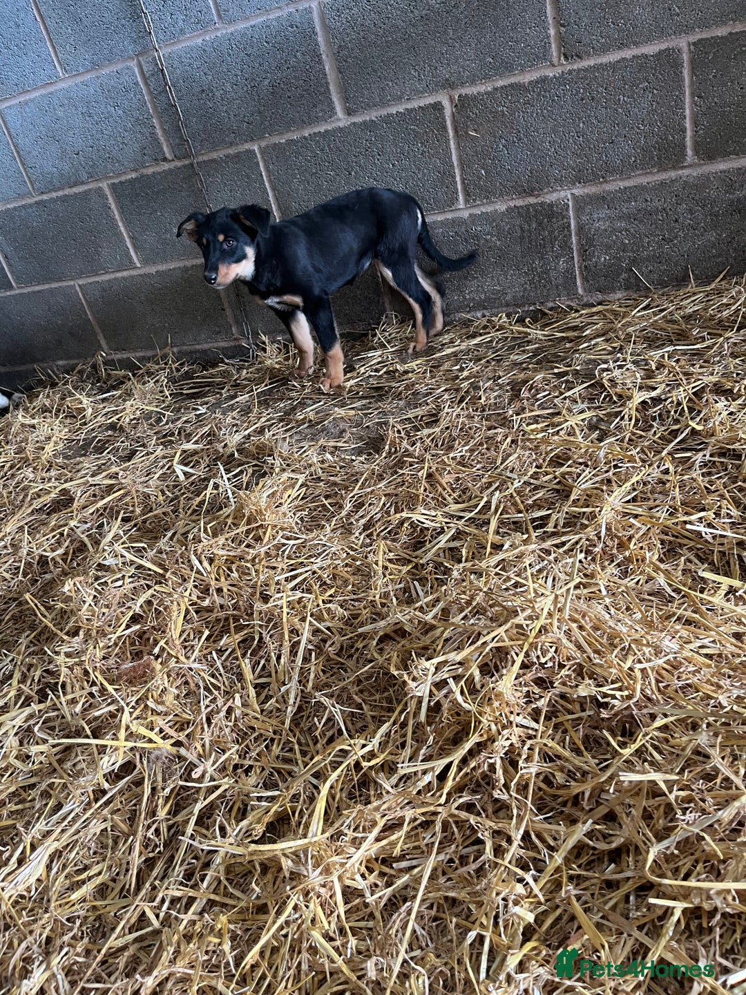 Border Collie dogs for sale: 7 gorjous border collies - Image 9
