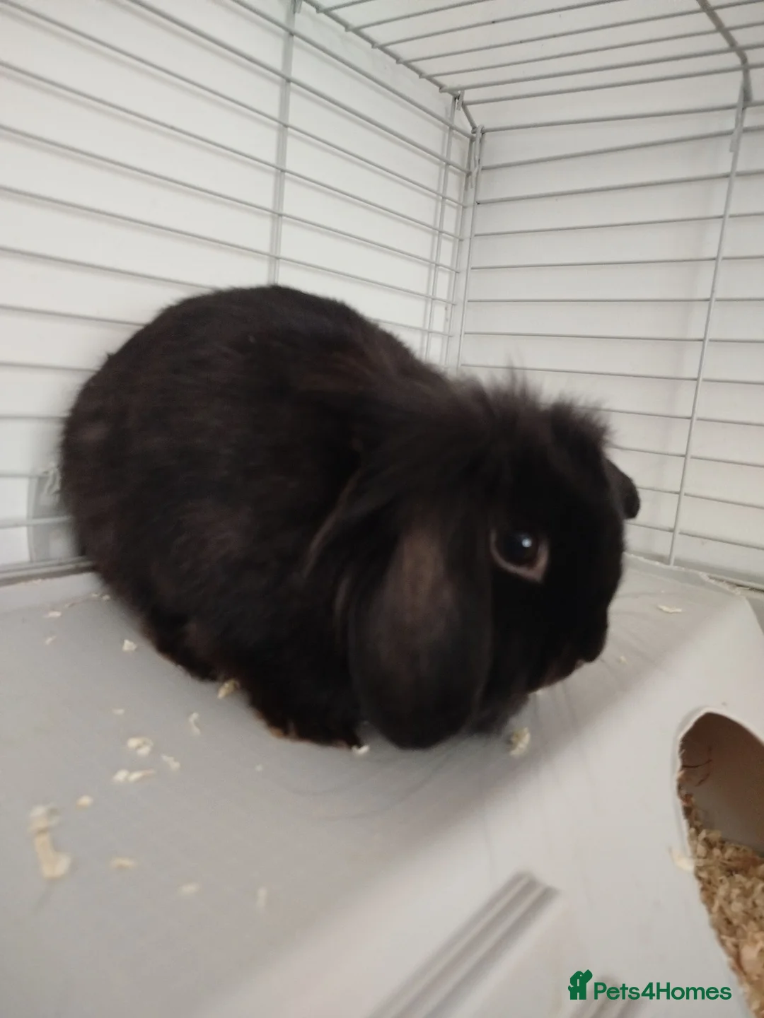 Mini Lion Lop rabbits for sale: Truffle the mini lion lop - Advert 1