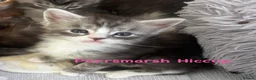 Maine Coon cats for sale: Maine Coon Kittens GCCF.  Health tested parents  - Advert 9