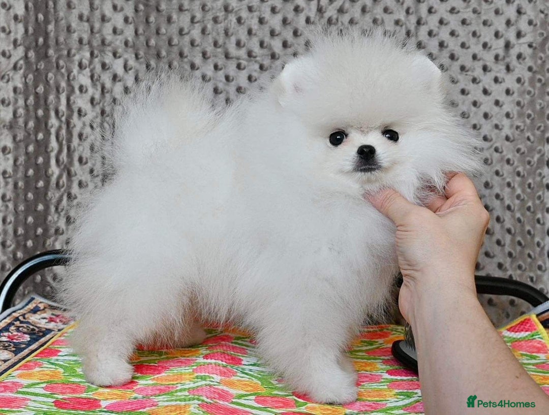Pomeranian dogs for stud: Tiny1.4kg KC white Top Quality Pomeranian Stud in Coventry - Advert 4