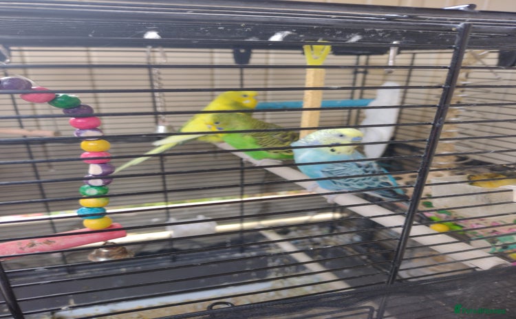 Budgerigars birds - Advert 8