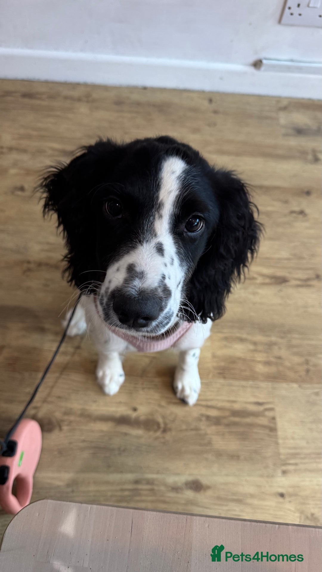 English Springer Spaniel dogs for sale: 5 month old female English springer spaniel  - Image 1
