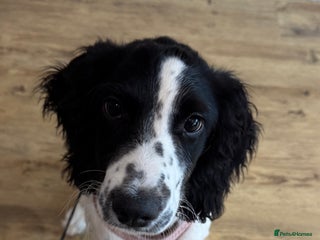 English Springer Spaniel dogs - Advert 1
