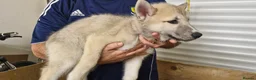 Siberian Husky dogs for sale: 5 Boys & 2 Girls Siberian Huskies – b. 21/5/26 - Advert 11