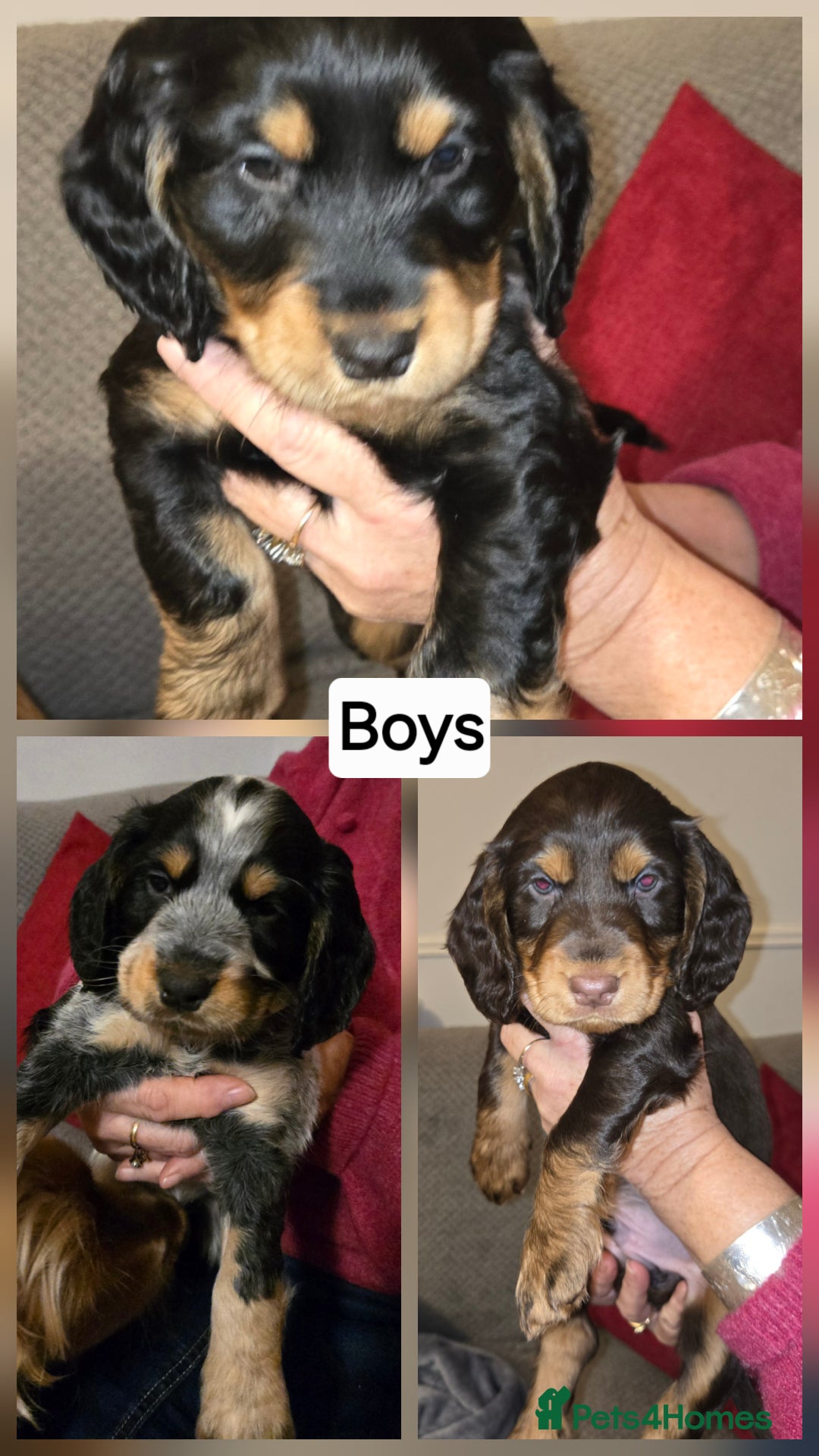 Cocker Spaniel dogs for sale: Show/Working Cocker spaniel puppies  - Advert 3
