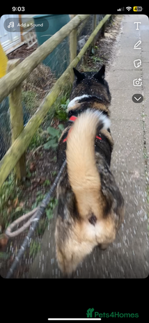 Akita dogs - Advert 5