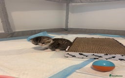 Scottish Fold cats for sale: Scottish fold and straights - Image 8