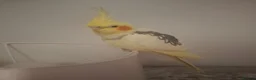 Canaries birds for sale: Sprout the cockatiel - Advert 8
