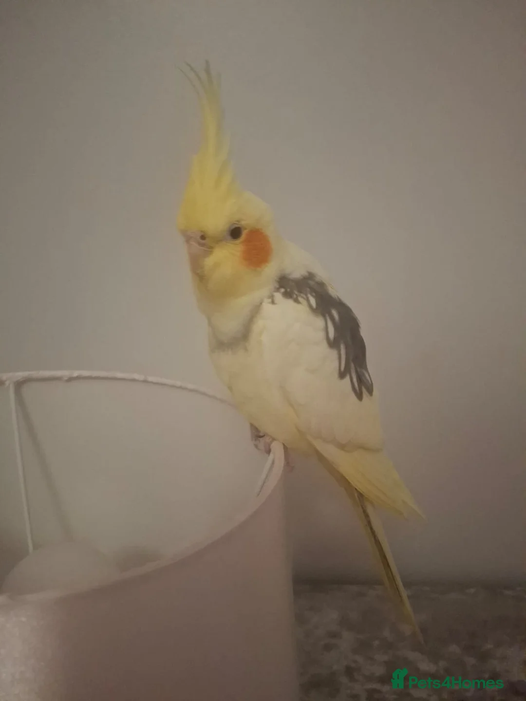 Canaries birds for sale: Sprout the cockatiel - Advert 8