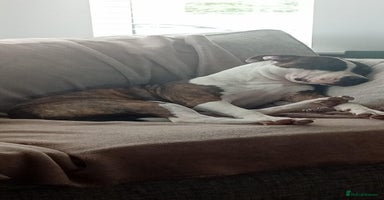 Staffordshire Bull Terrier dogs - Advert 10