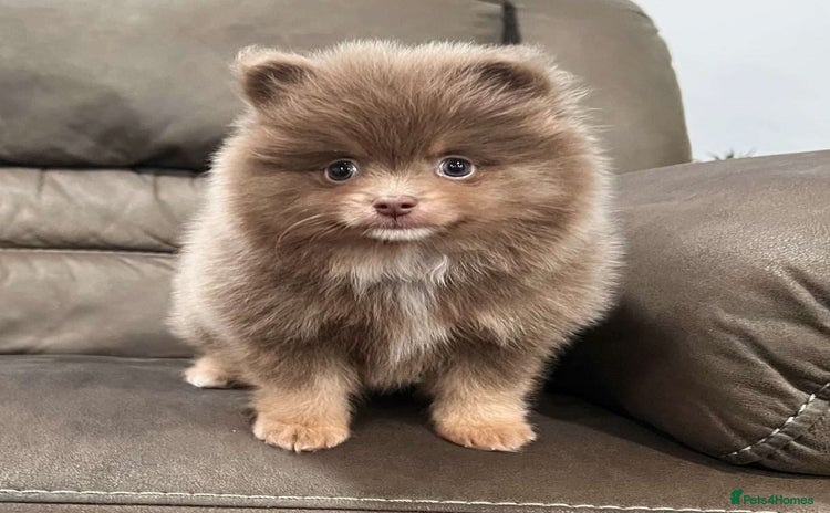 Pomeranian dogs intelligent pomeranian - Advert 2