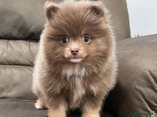 Pomeranian dogs intelligent pomeranian - Advert 1