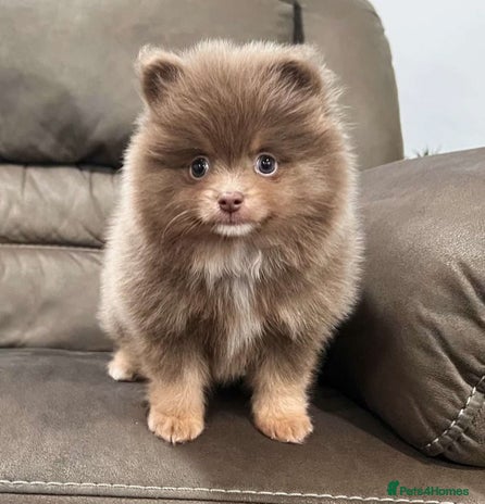 Pomeranian dogs intelligent pomeranian - Advert 2