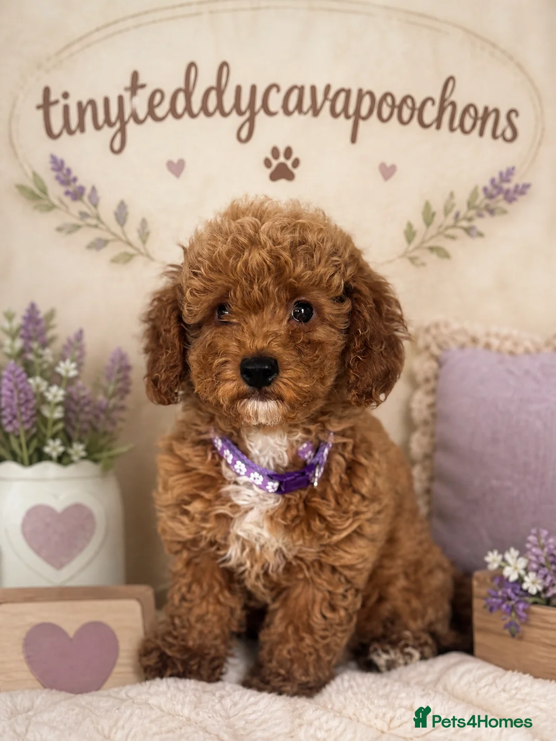 Cavapoo dogs for sale: Tiny teddy cavapoochon’s Now Available  - Advert 1
