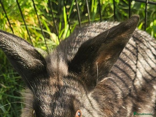 Lionhead rabbits - Advert 1