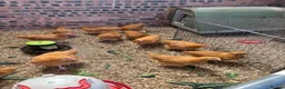 Chickens poultry for sale: Pure buff Orpington’s  - Advert 6