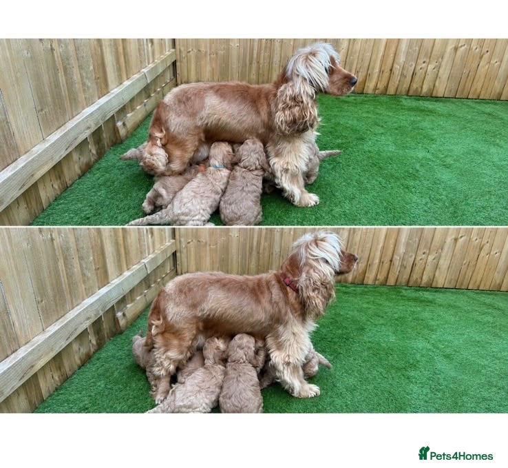 Cockapoo dogs F1 Cockapoo Puppy’s  - Advert 2