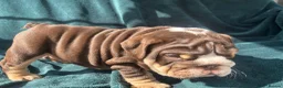 English Bulldog dogs for sale: 🌟 Quality English Bulldog Puppies ⭐️  - Advert 7
